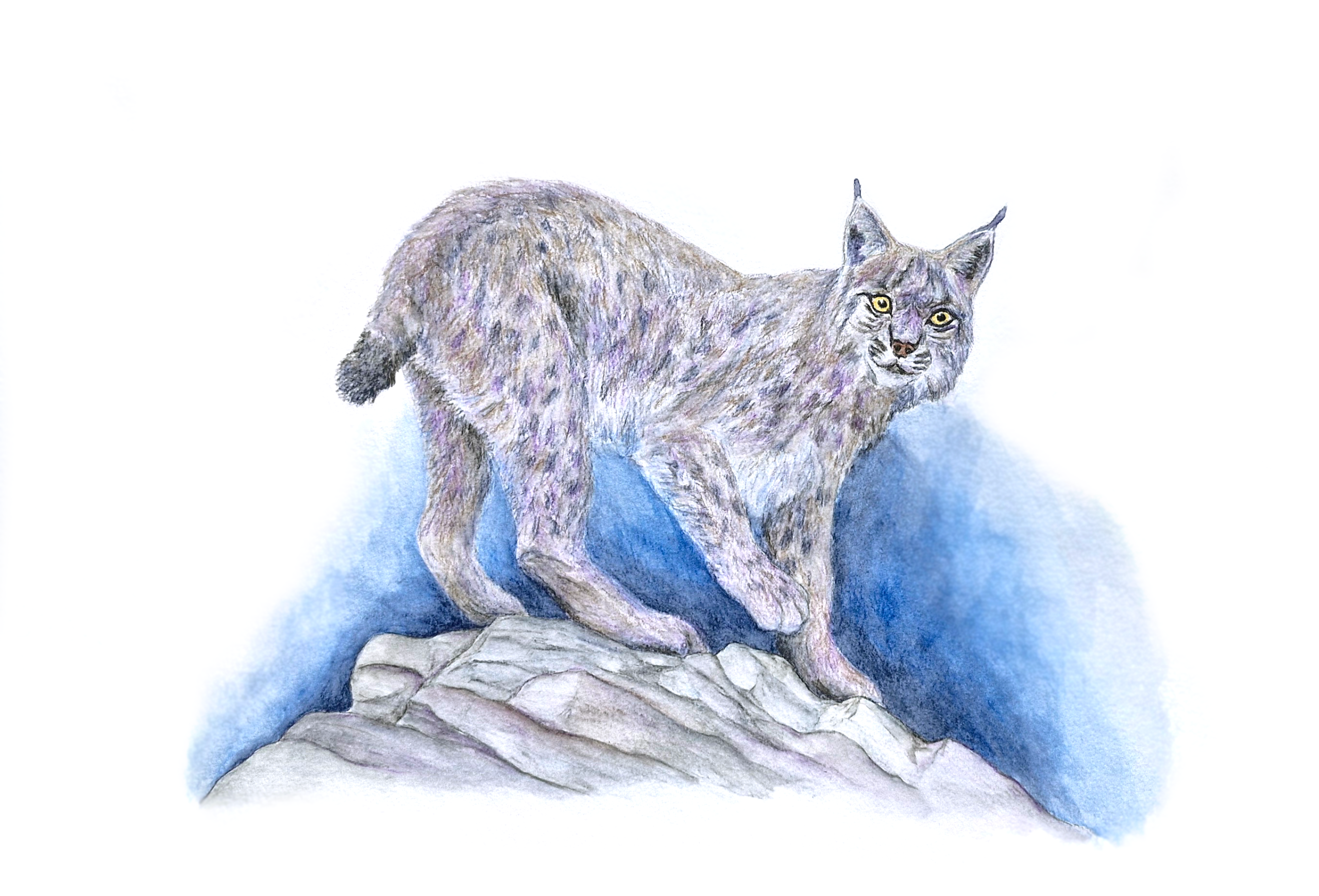 Illustration aux teintes hivernales d'un lynx