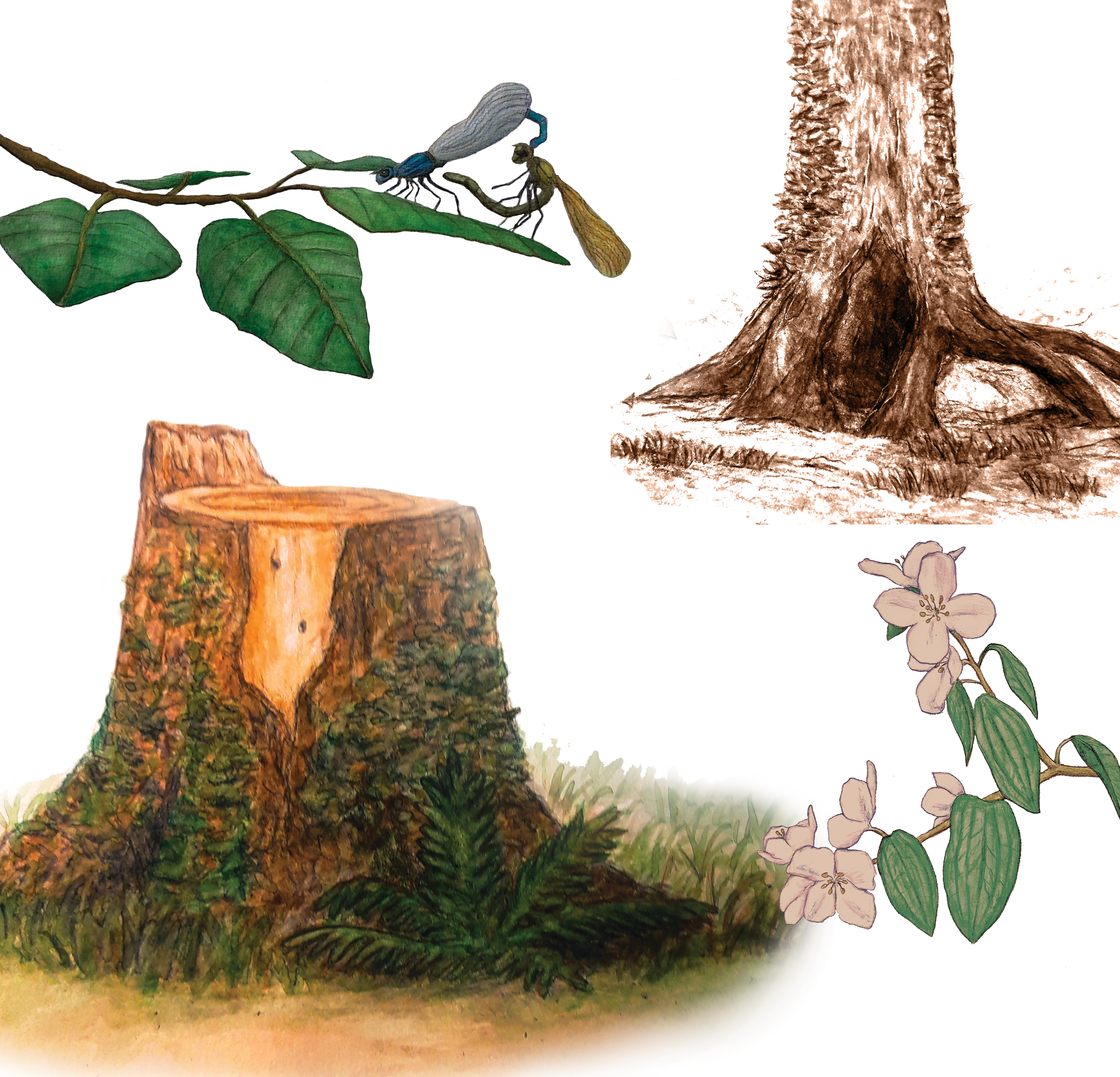 Dessins naturalistes , technique traditionnelle pour médiation scientifique ou support de vulgarisation portant sur les sciences naturelles.
