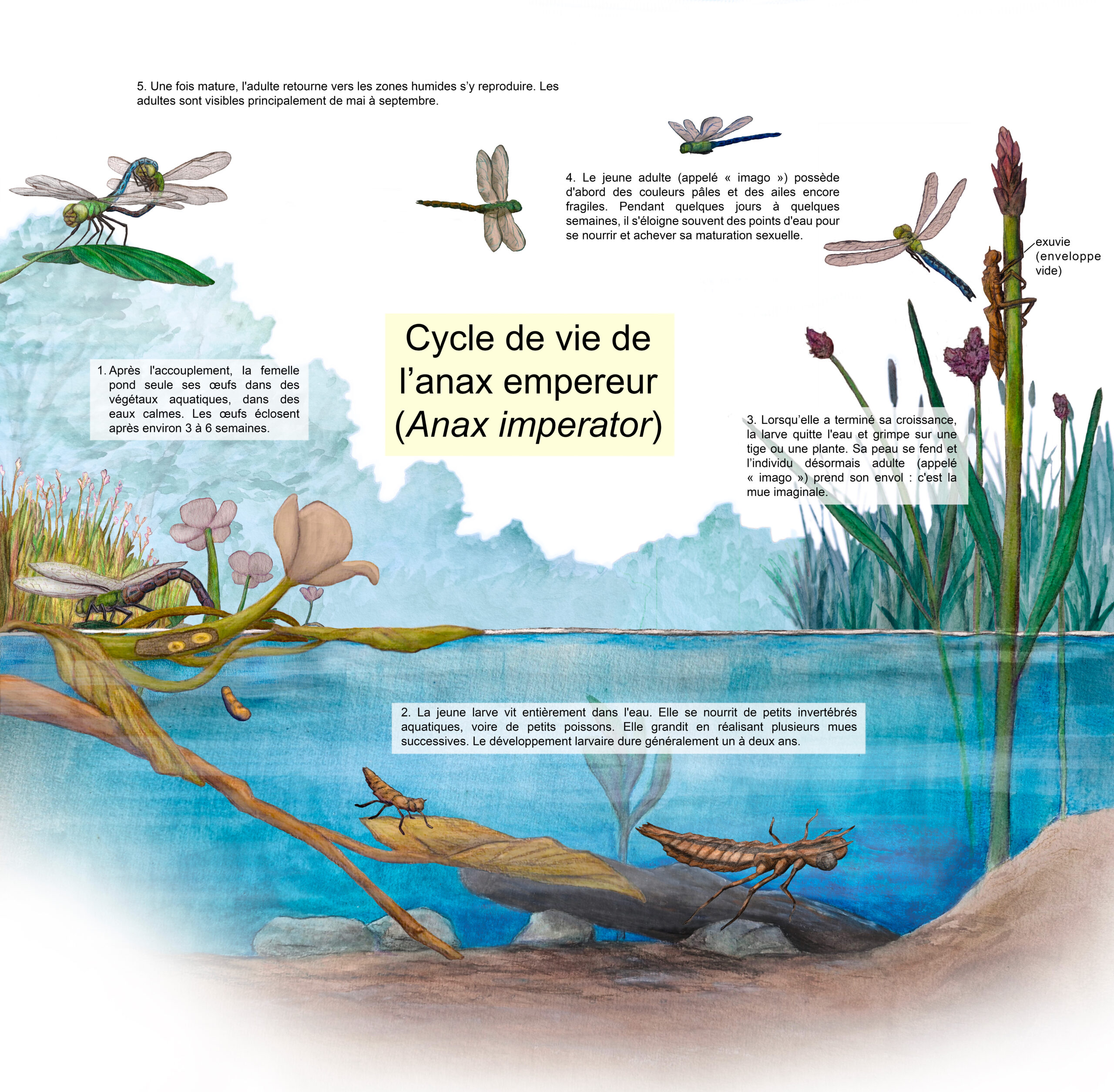 Poster pédagogique présentant le cycle de vie d'une grande libellule, l'Anax Imperator. 2025