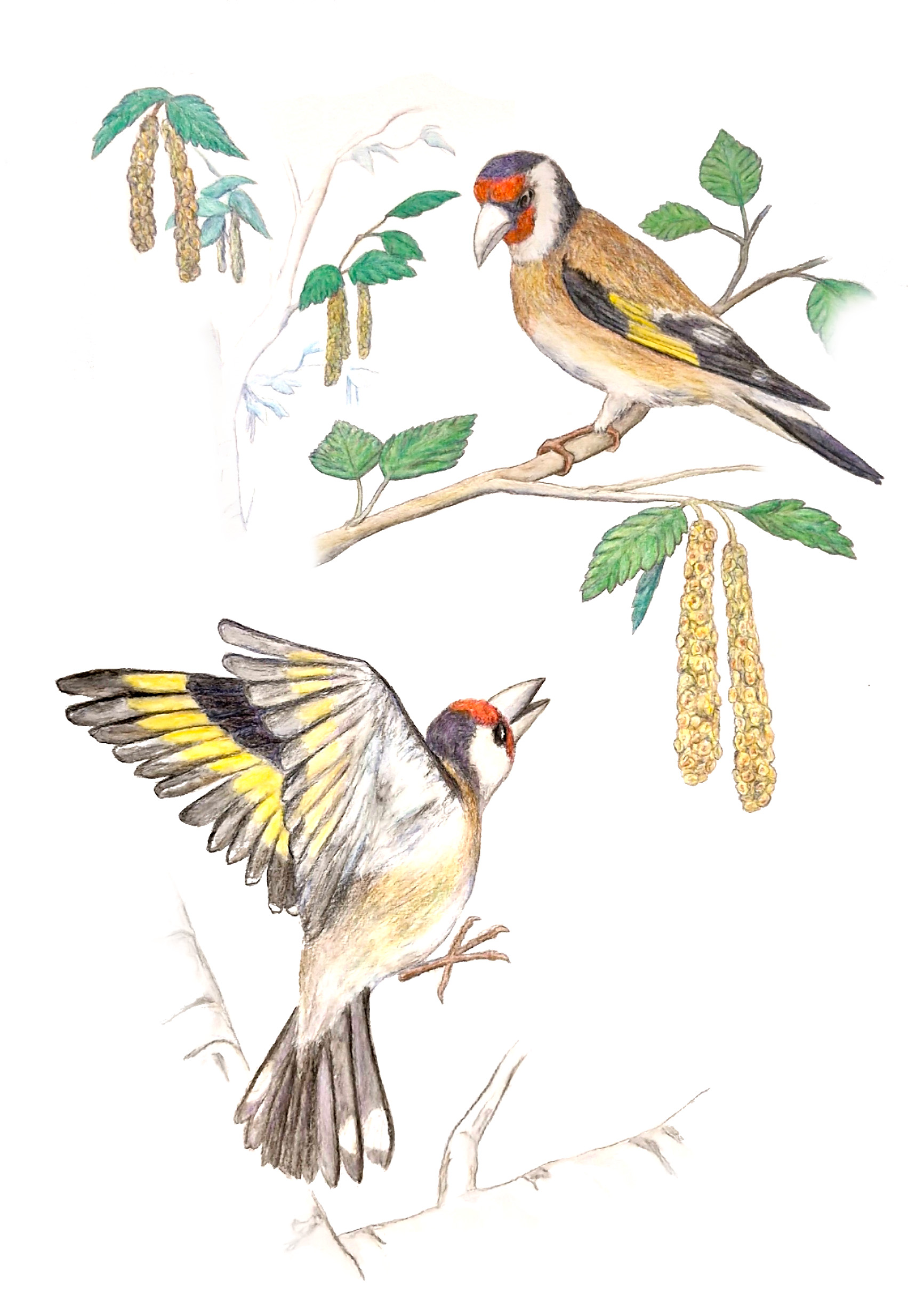Naturalistic illustration of the goldfinch