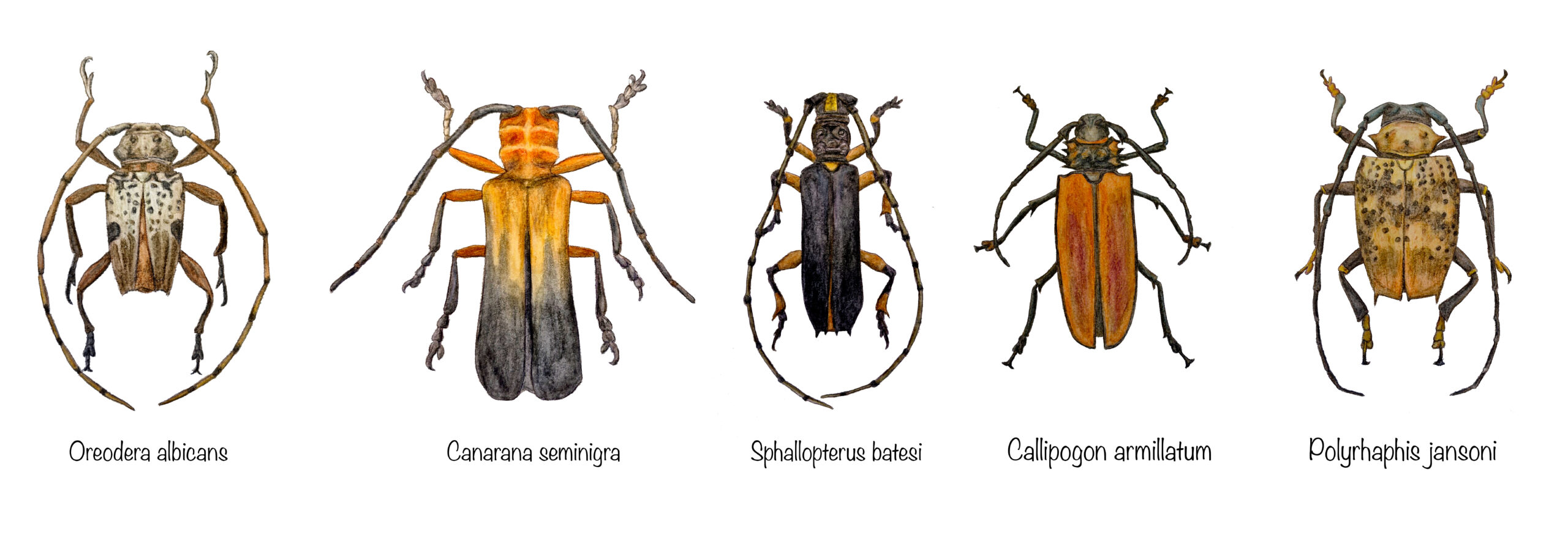 Beetles from Bolivia based on photographs from the book *Nuevos registros de escarabajos longicornios (Coleoptera: Cerambycidae) para Bolivia* (Taboada-Verona, Carlos & Torrez, Antonio, 2017)