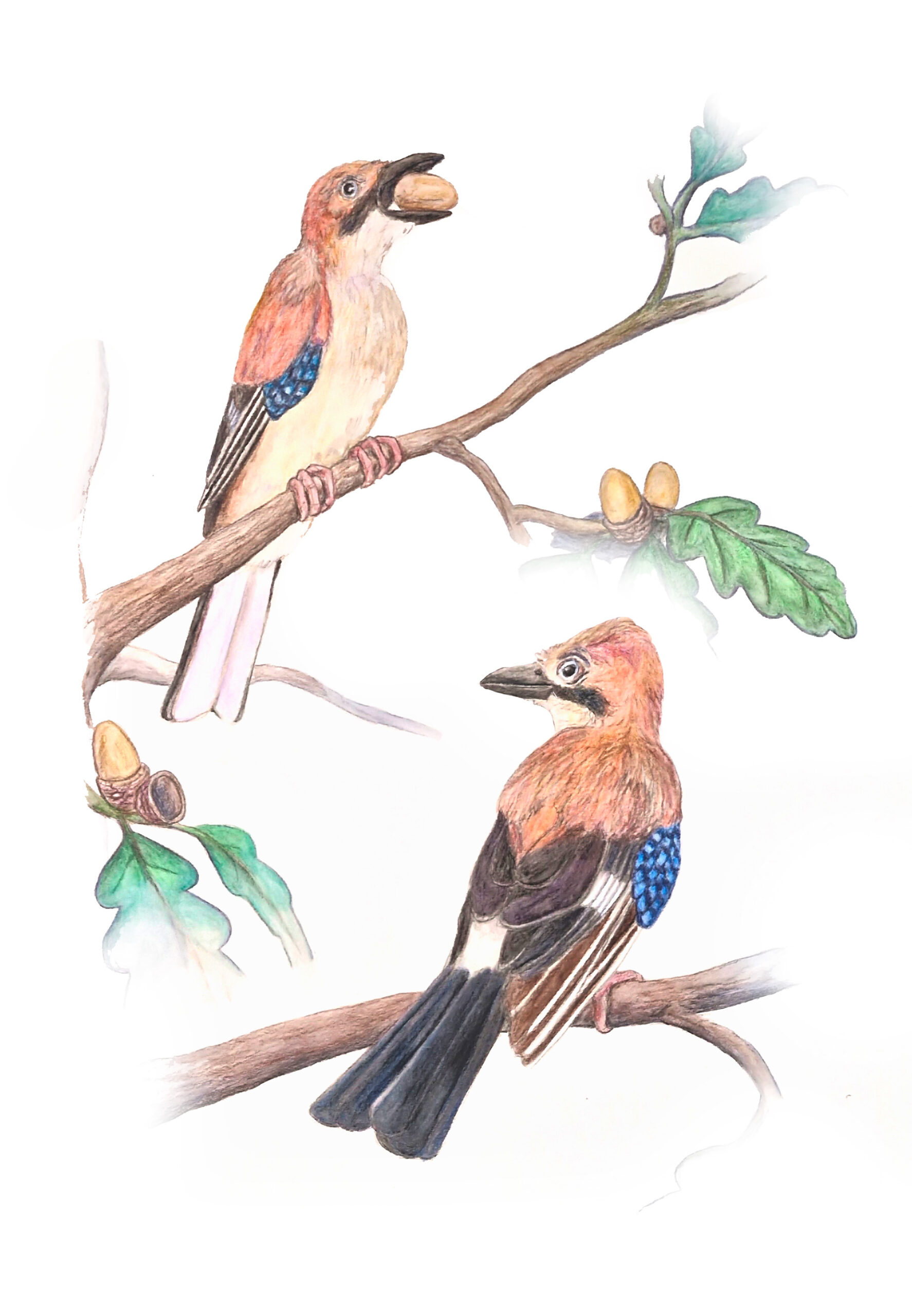 Illustration naturaliste du geai des chênes