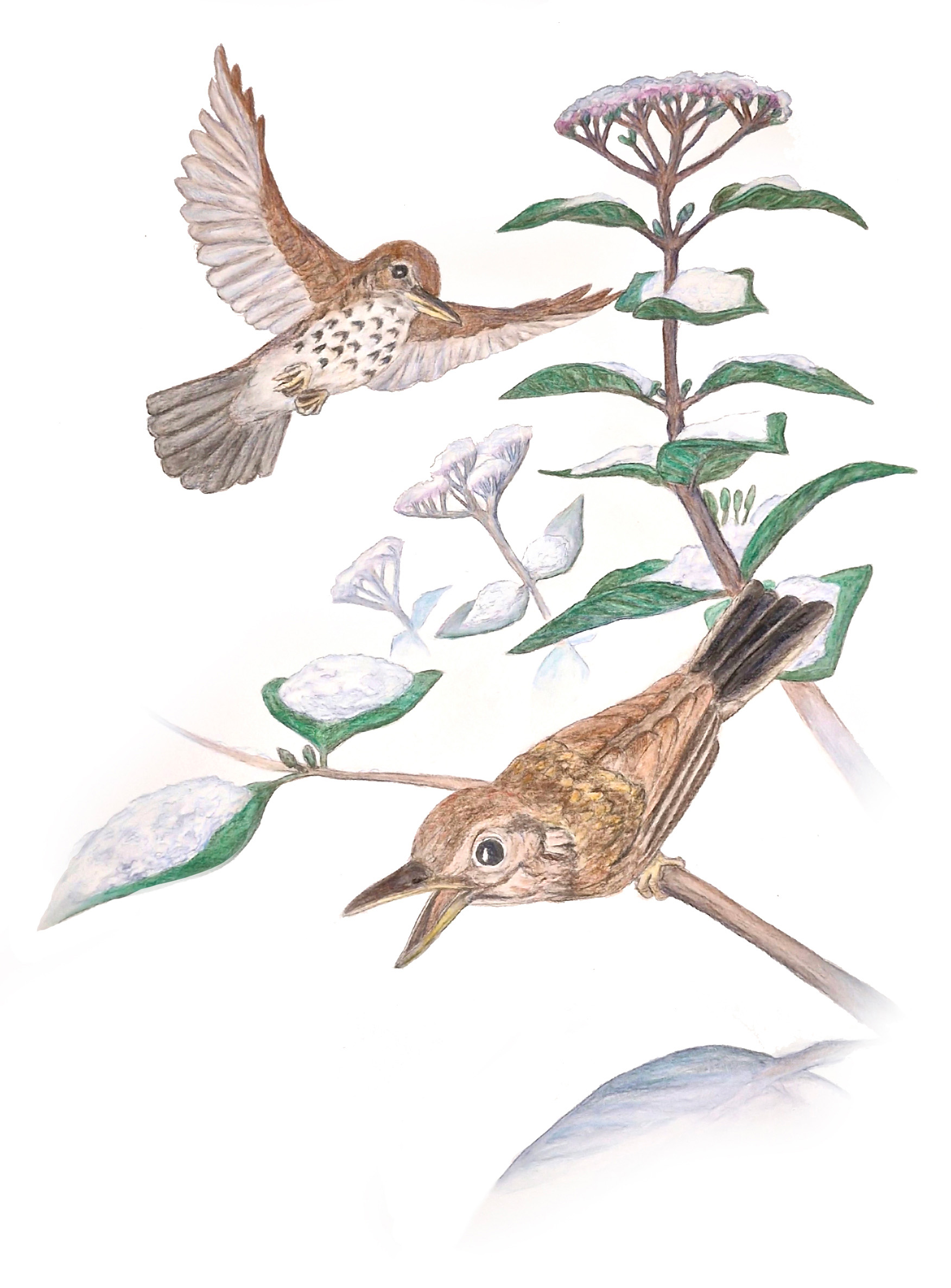 Illustration naturaliste de la grive musicienne