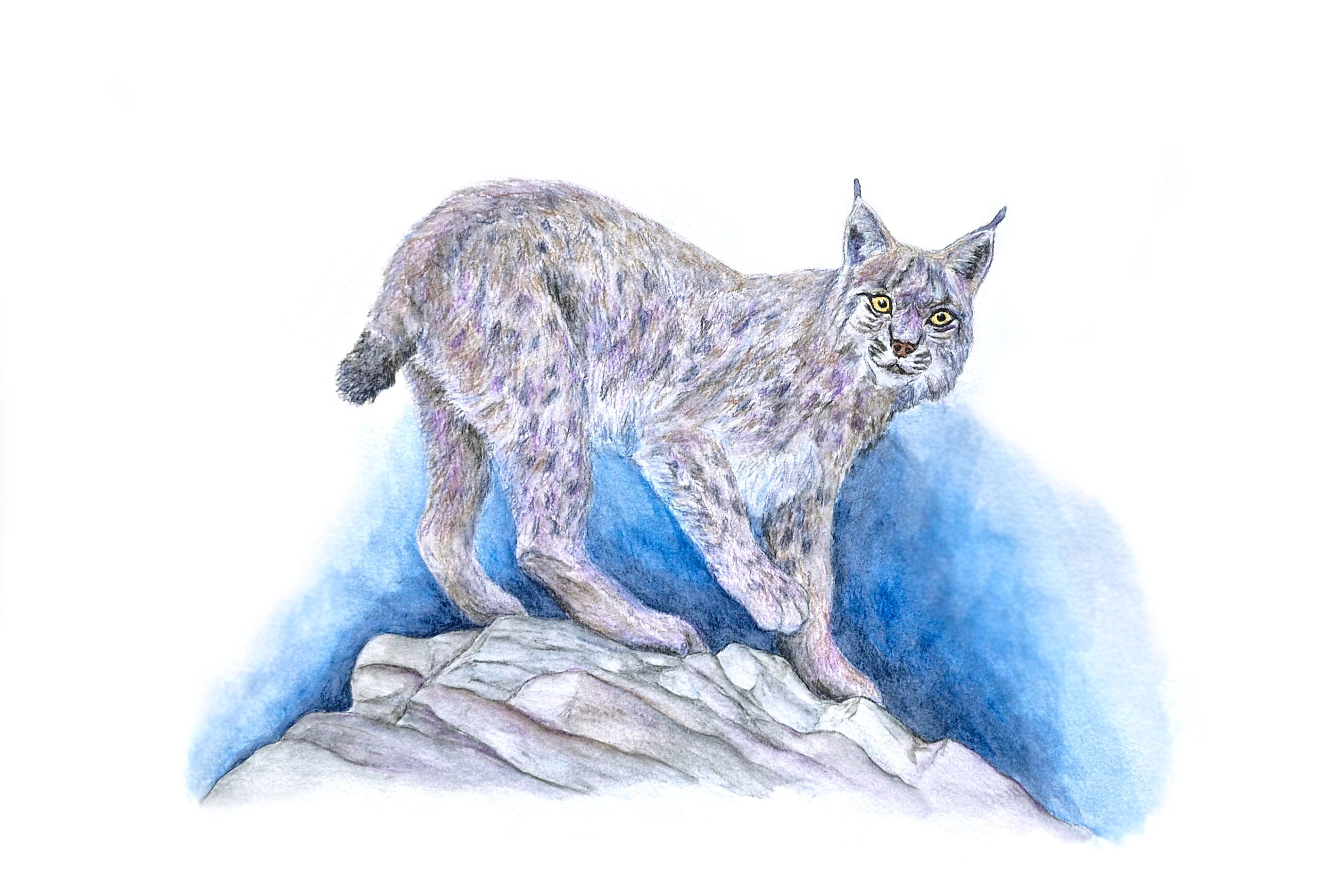 An illustration of a lynx in winter colors