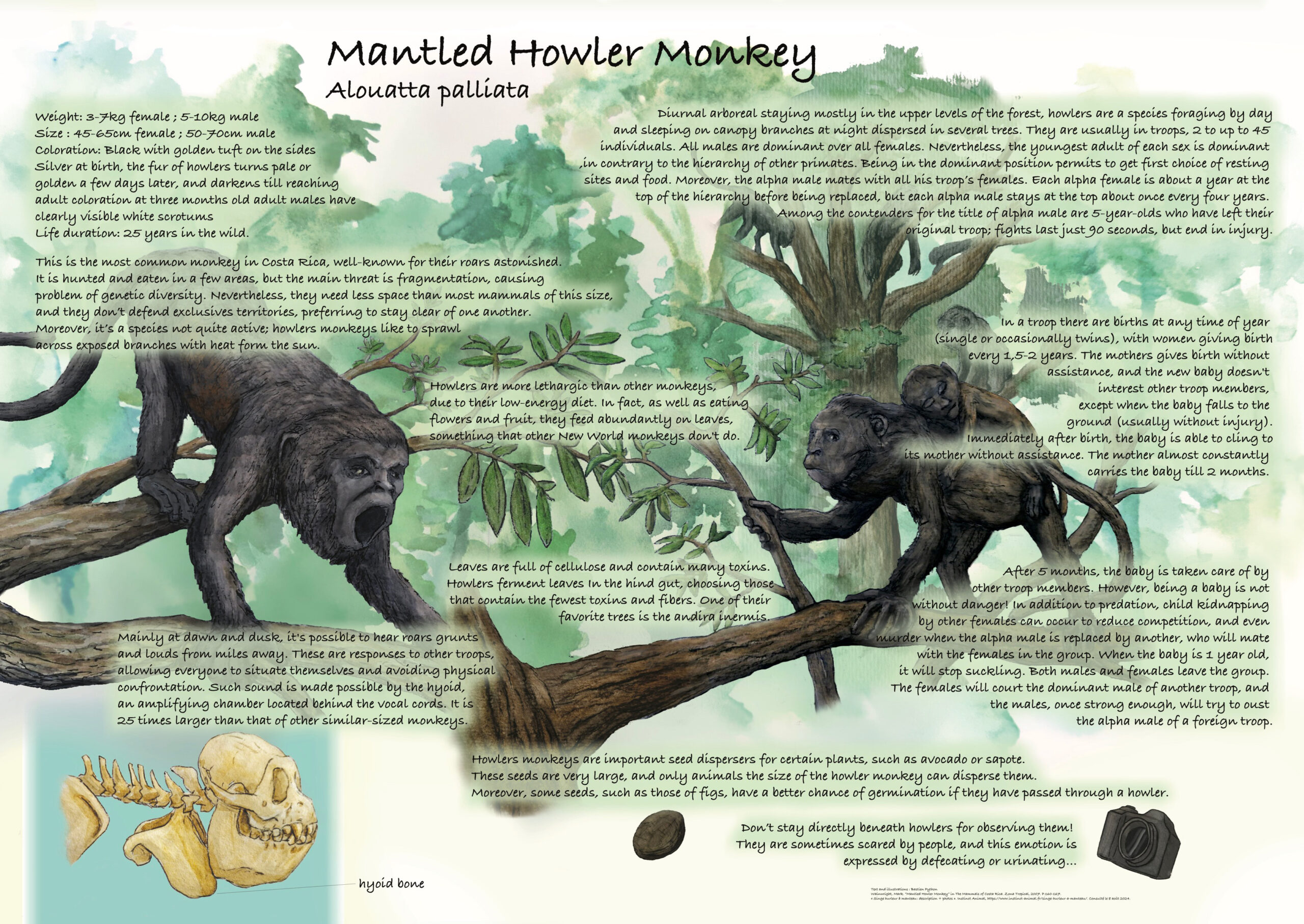 Poster sur le singe hurleur (Alouatta palliata) réalisé pour l’ONG GVI, dans le cadre d’un stage entrepris au Costa Rica. 2024