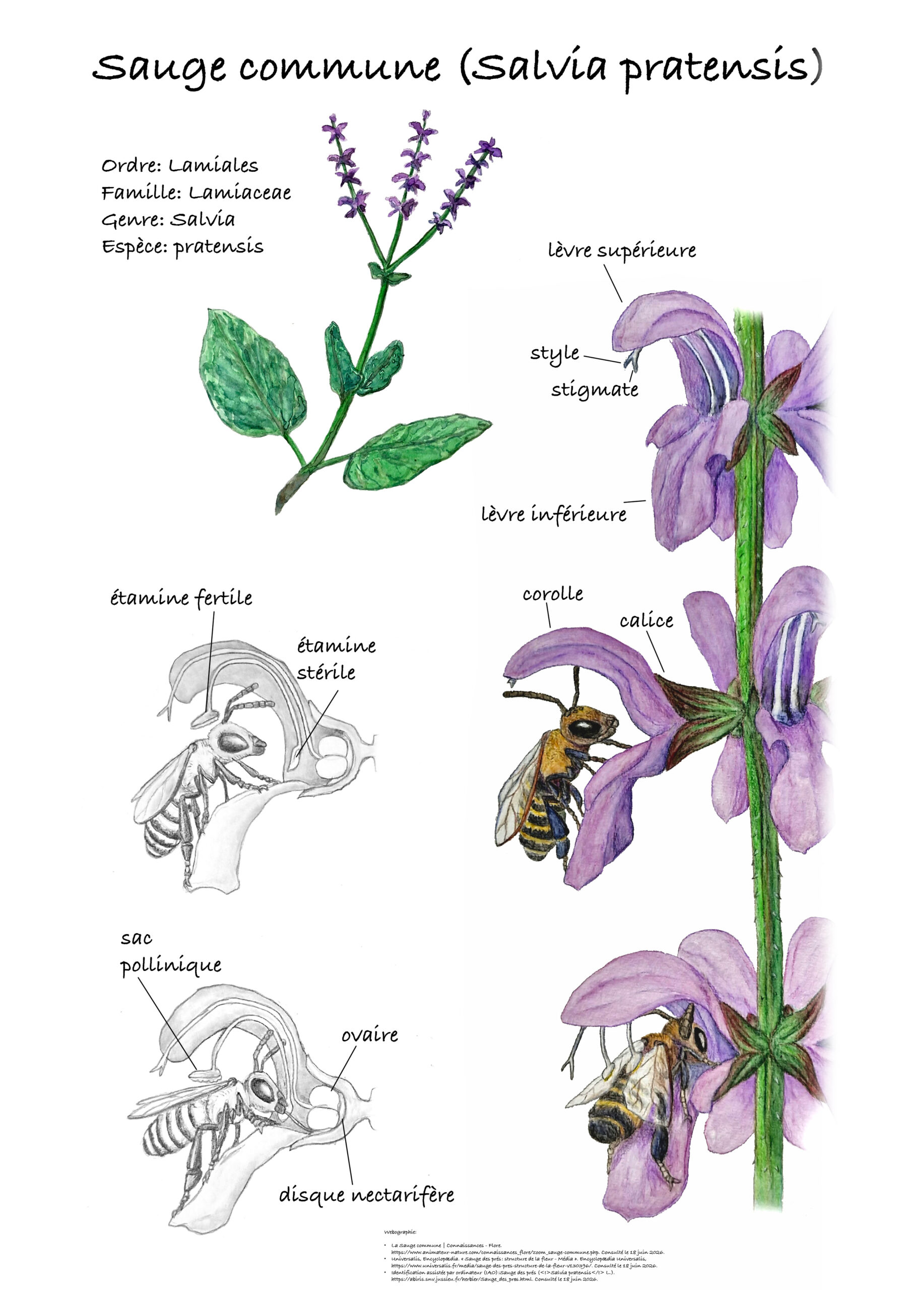 Poster pédagogique illustrant brièvement l'anatomie d'une sauge (Salvia pratensis) et sa relation avec les pollinisateurs. 2026