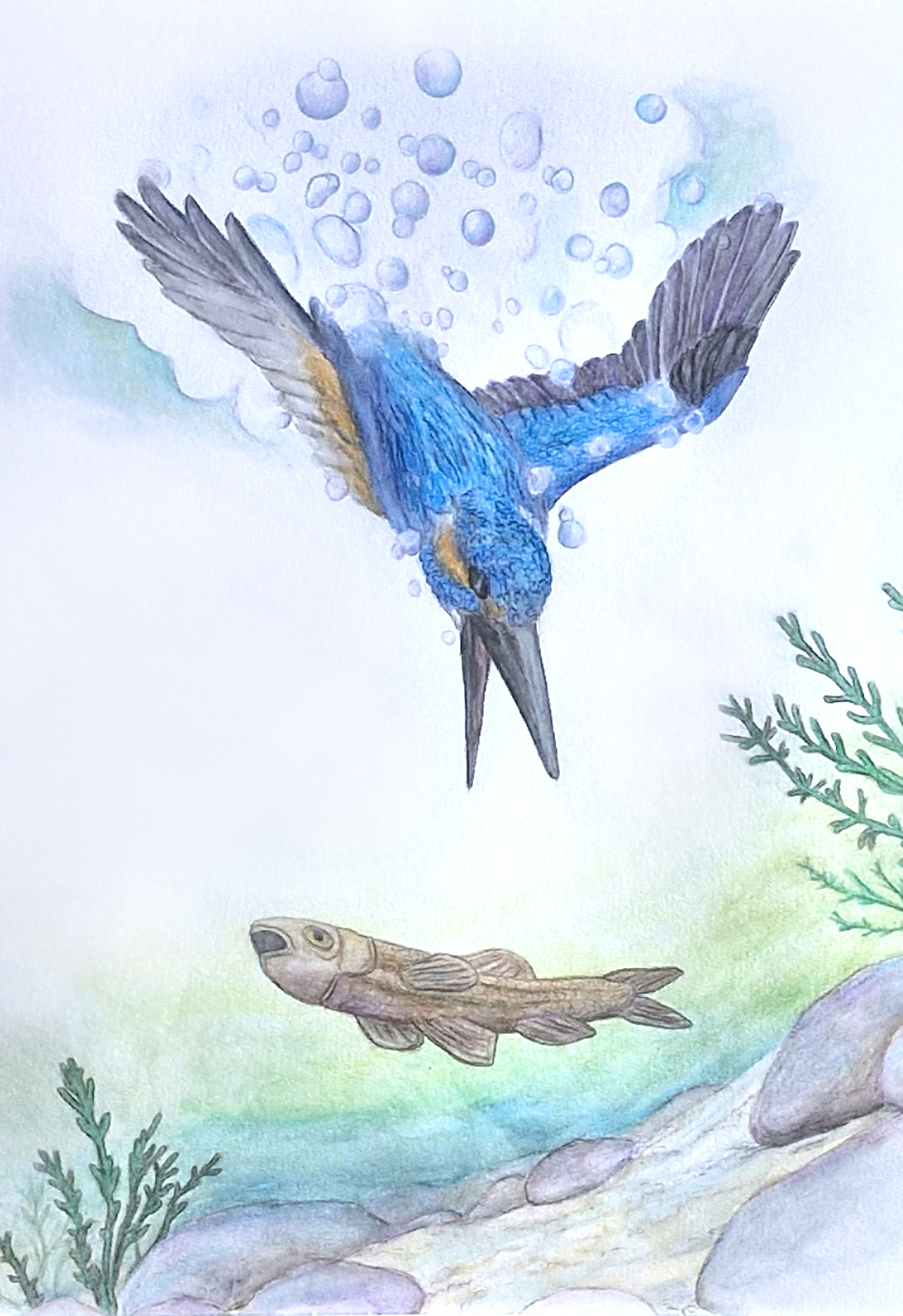 Illustration naturaliste d'un martin-pêcheur en action