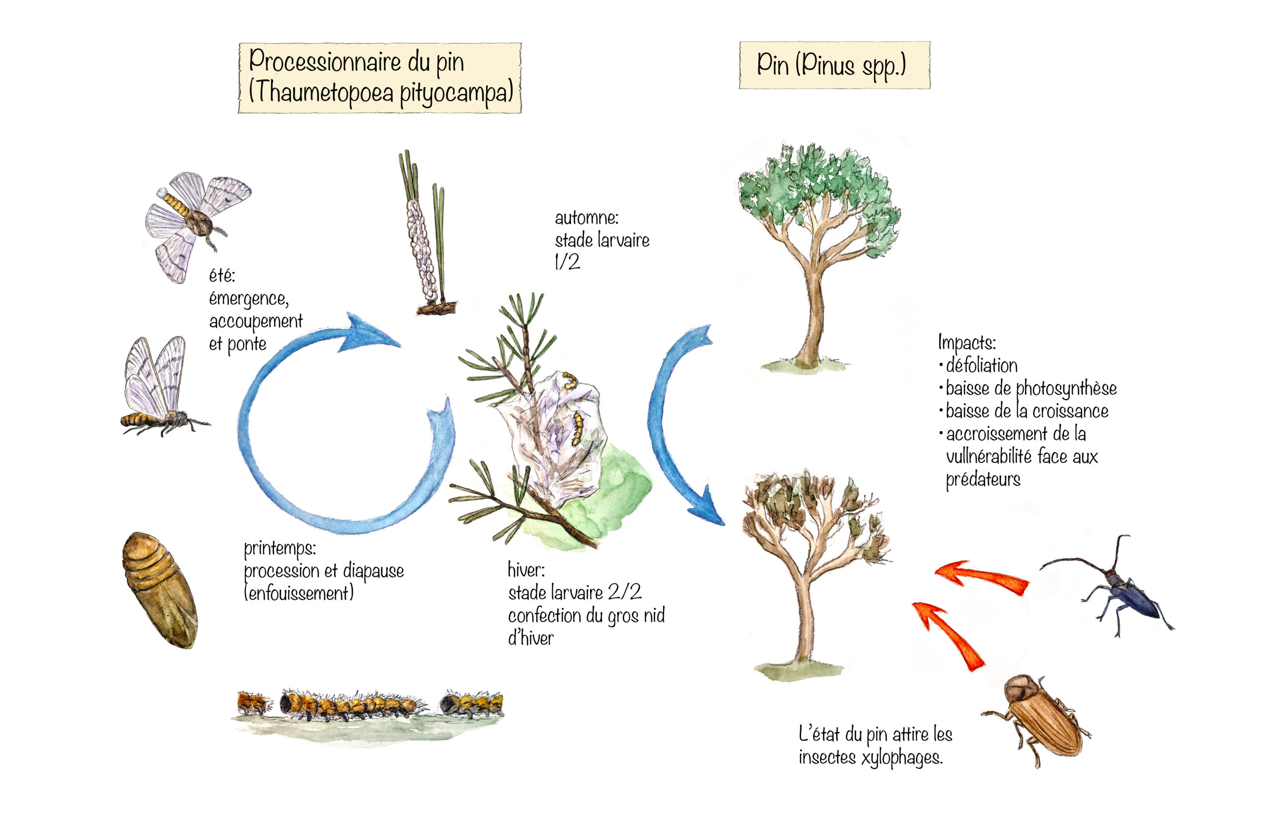 Description de la première image