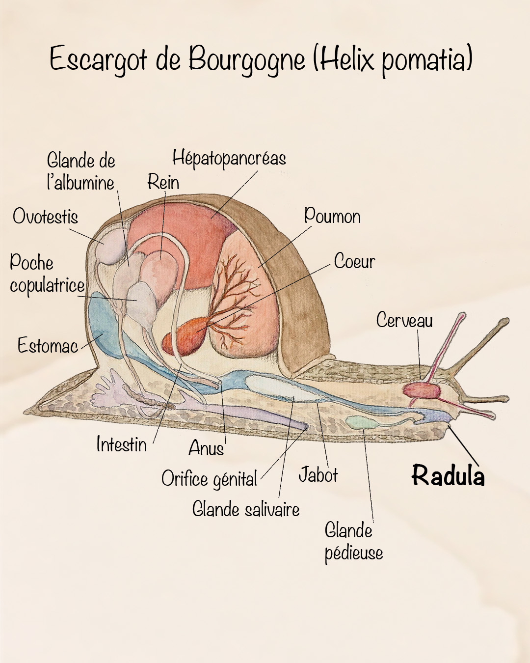 Description de la première image