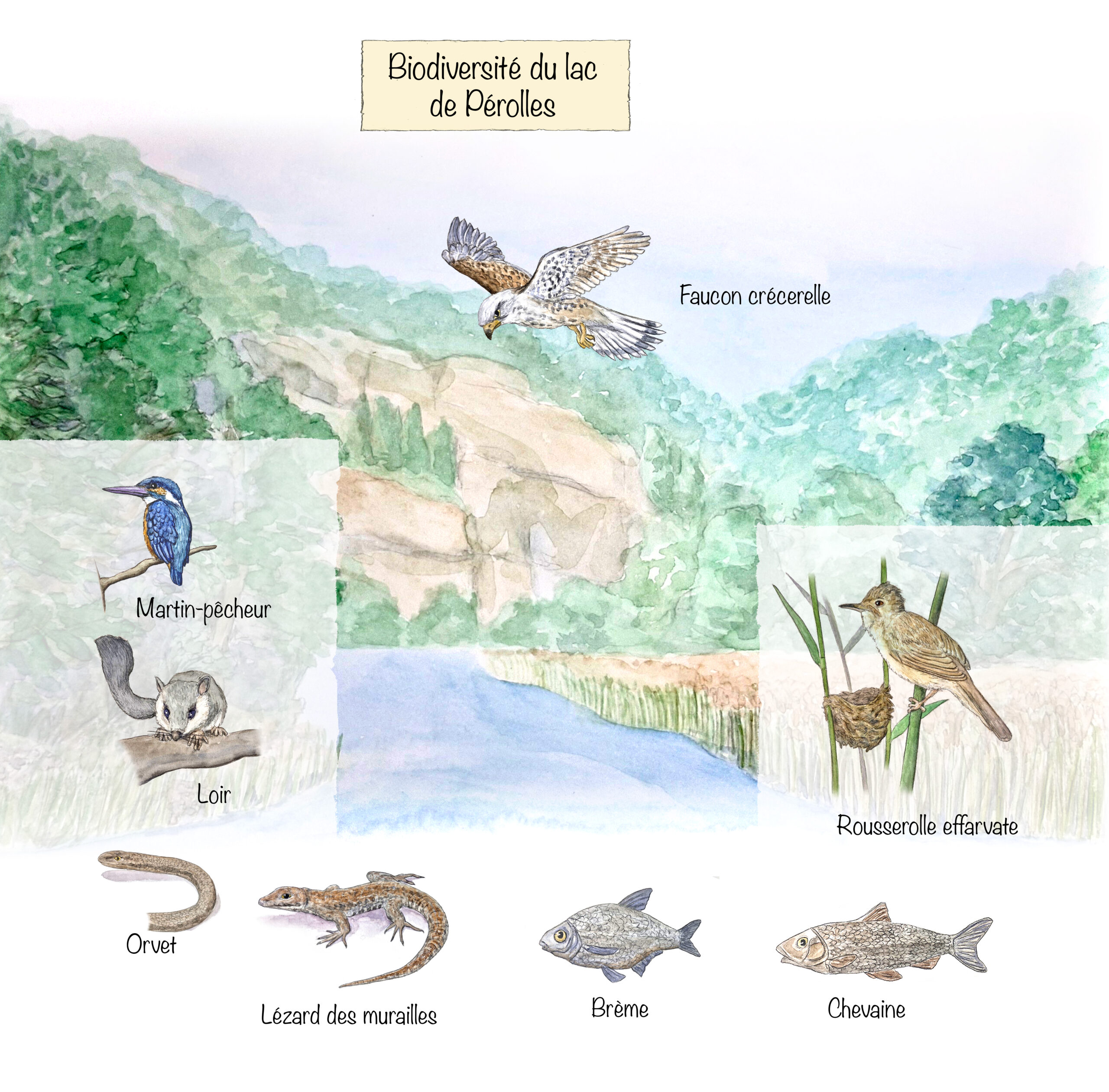 Aperçu de la biodiversité du lac de Pérolles (Fribourg). Techniques traditionnelles et mise en page avec Photoshop. 2026.
