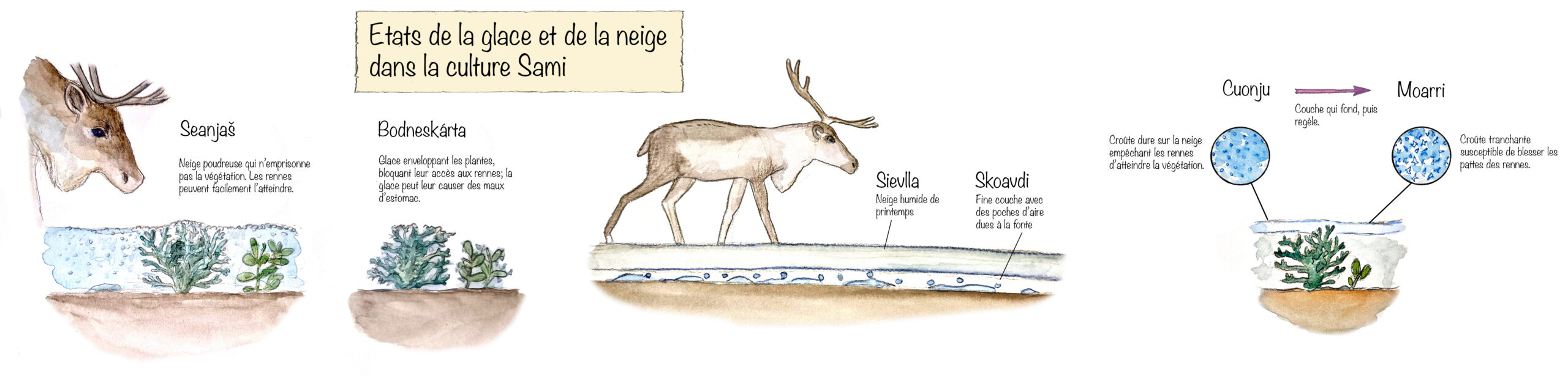Etats de la glace et de la neige chez les Samis, un peuple d'Europe du Nord (de la Norvège à la Russie). La catégorisation des états de la neige témoigne d'une grande connaissance de leur environnement. Infos tirées de l'article _Sámi traditional ecological knowledge as a guide to science:
snow, ice and reindeer pasture facing climate change_ (Riseth et al., 2010).